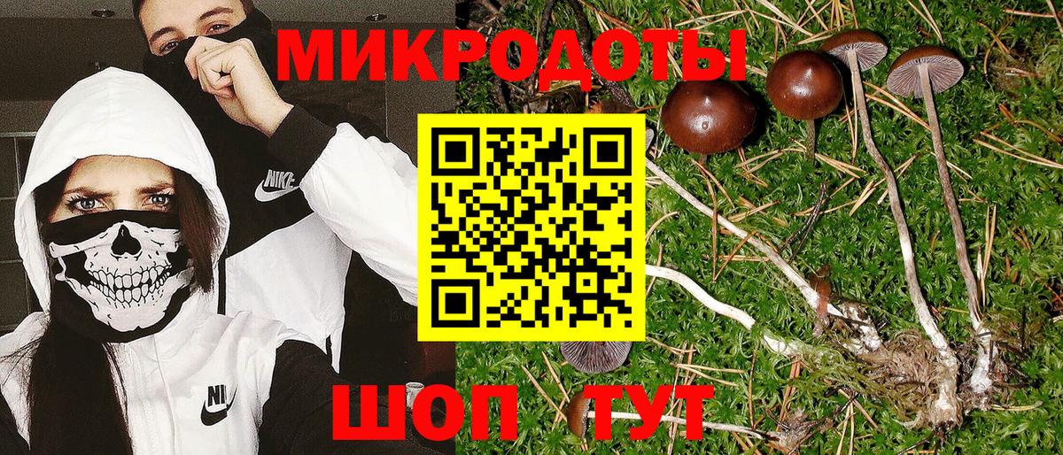 Галлюциногенные грибы Psilocybine cubensis Армавир